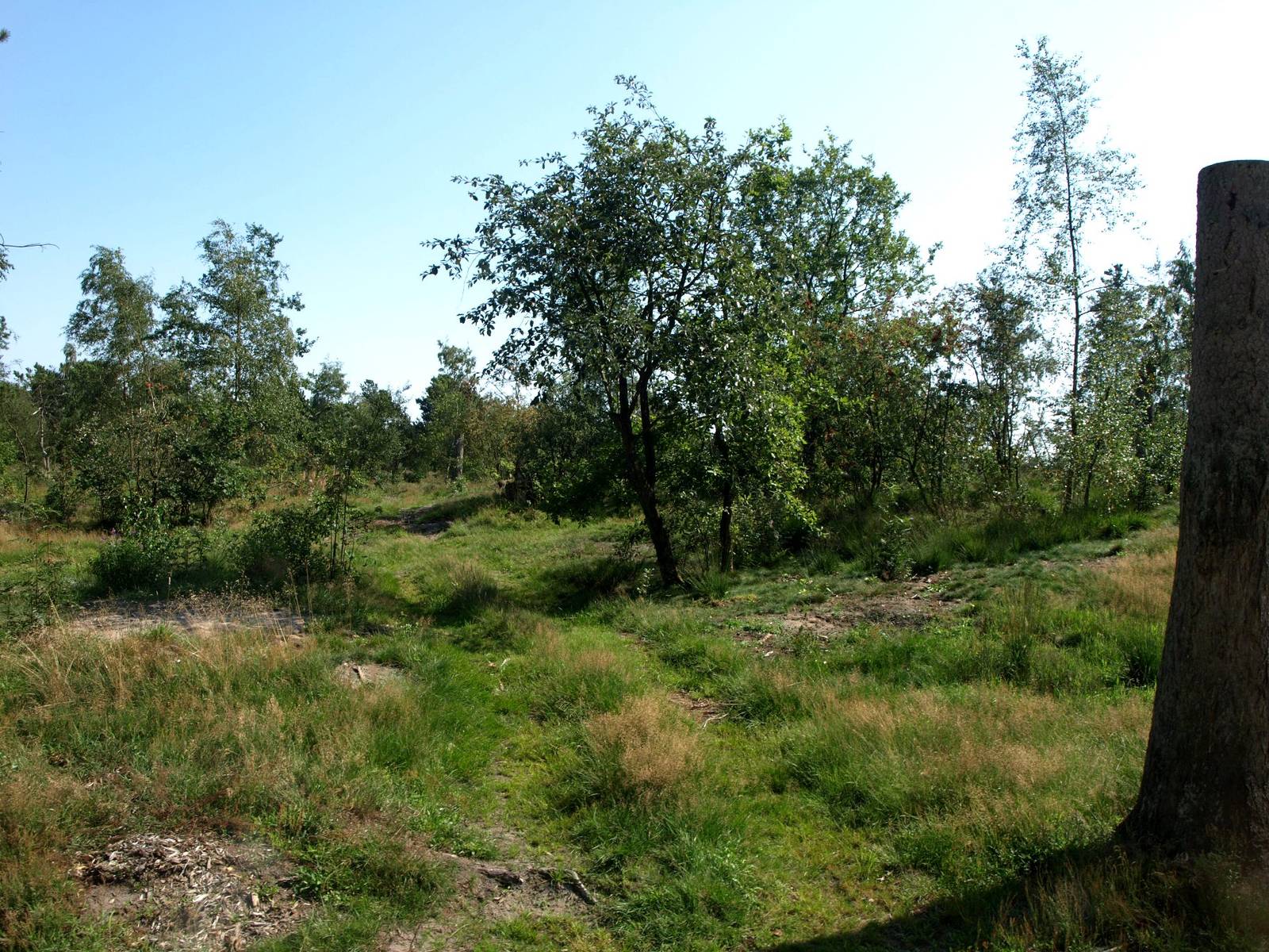 Givskud Zoo - Lion enclosure