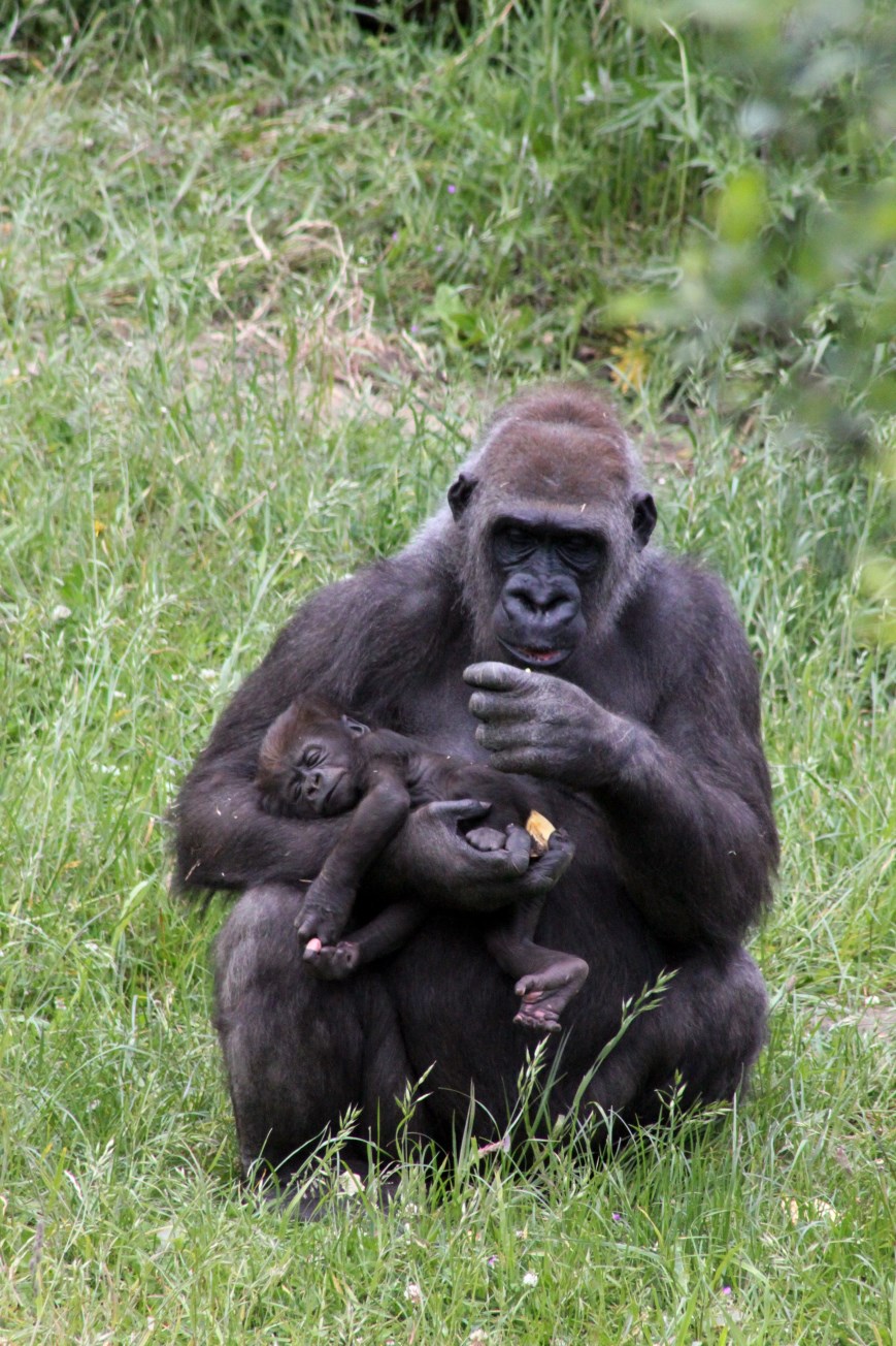 Givskud Zoo - Lowland gorilla with young