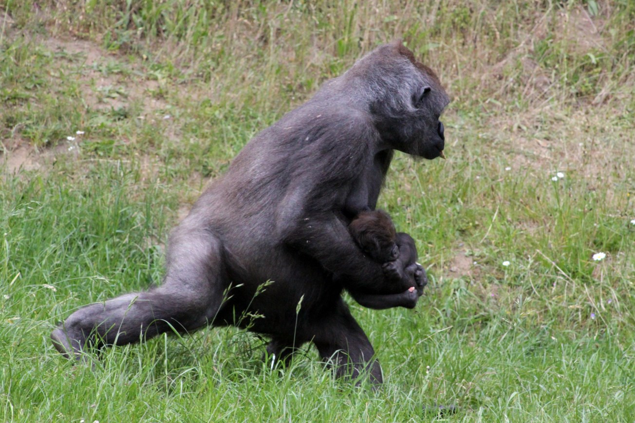 Givskud Zoo - Lowland gorilla with young