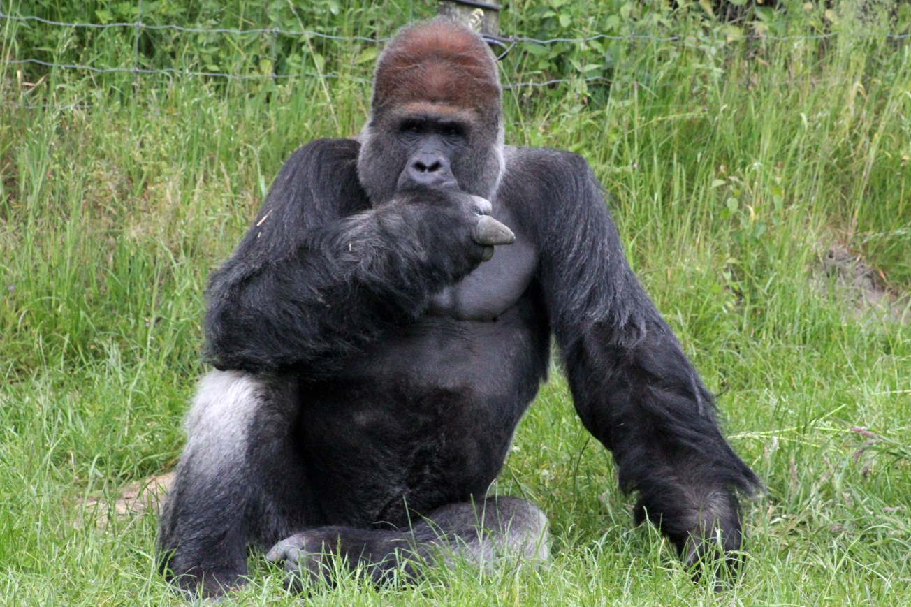 Givskud Zoo - Lowland gorilla