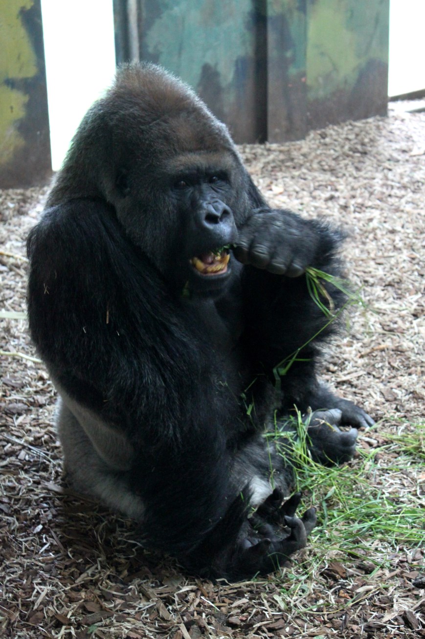 Givskud Zoo - Lowland gorilla