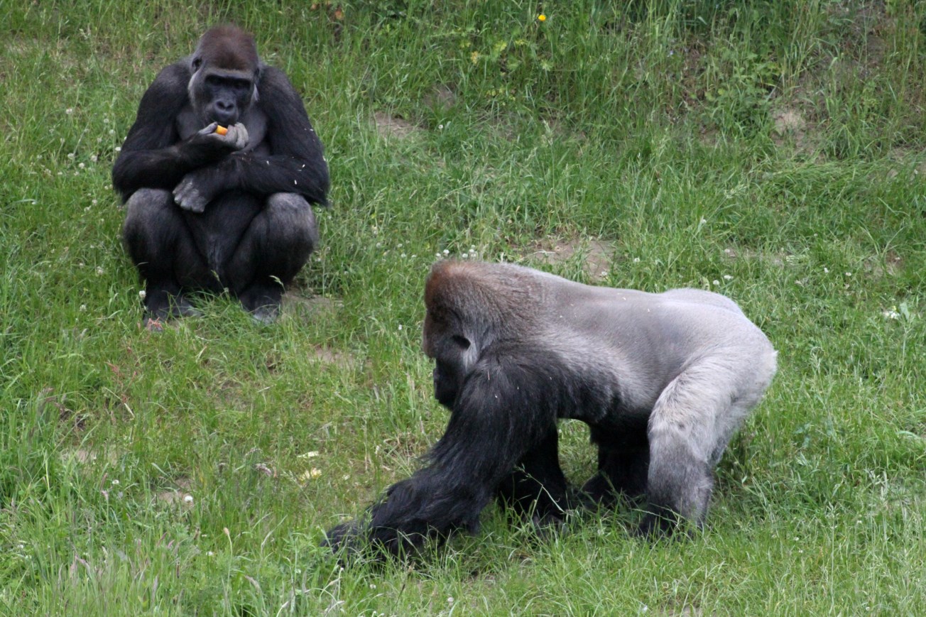 Givskud Zoo - Lowland gorillas