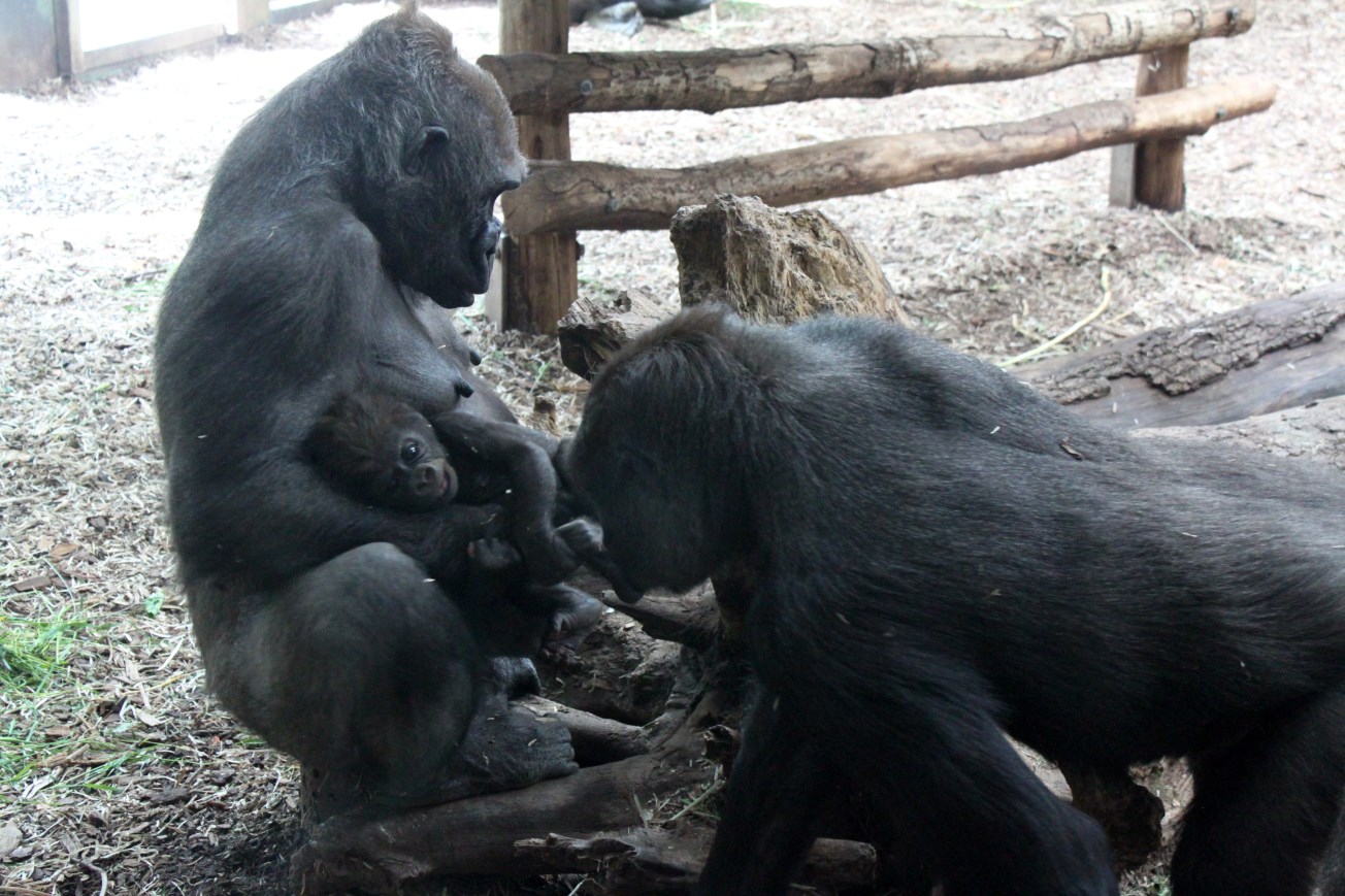 Givskud Zoo - Lowland gorillas