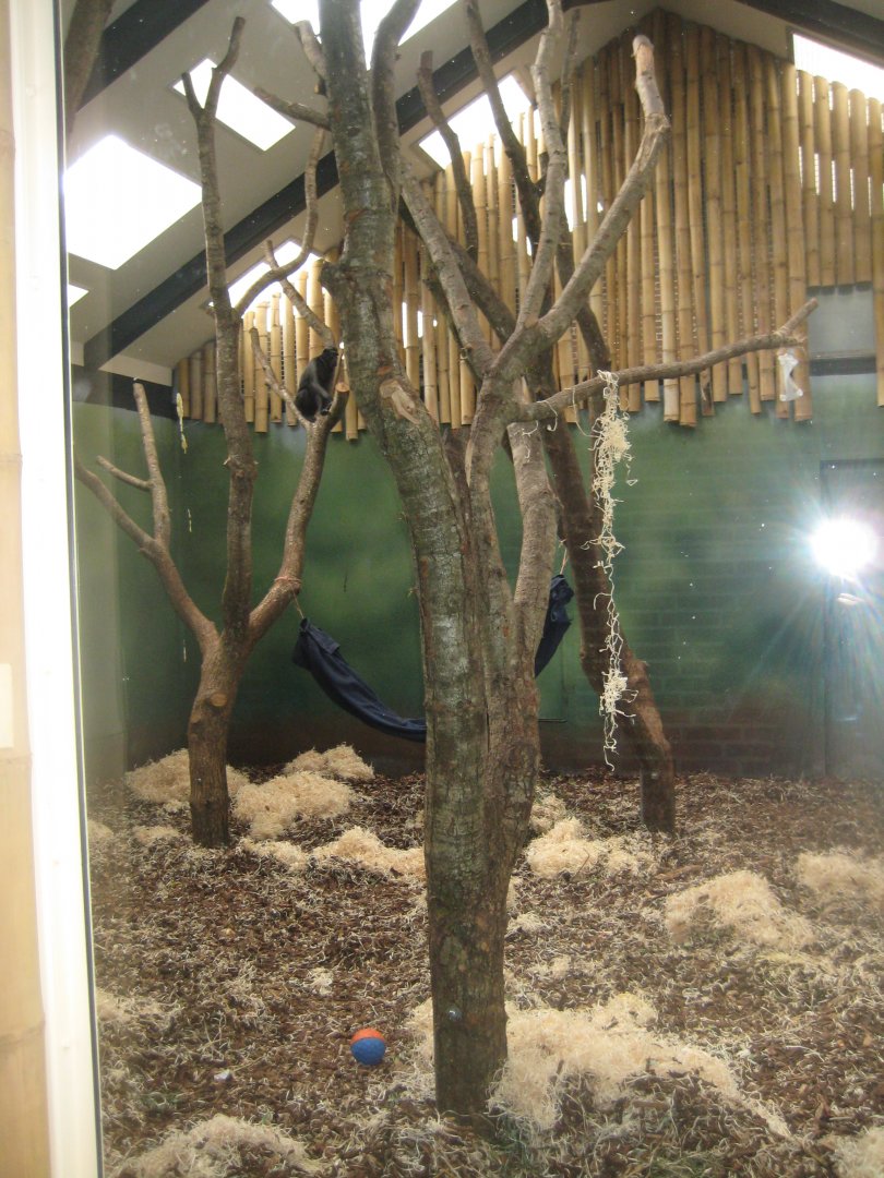 Givskud Zoo - Macaque indoor exhibit (females)