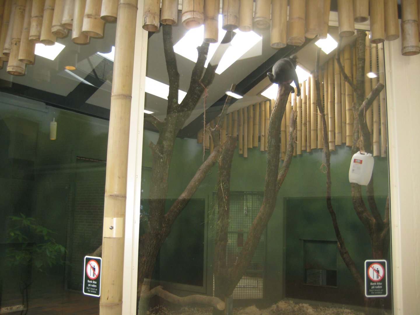 Givskud Zoo - Macaque indoor exhibit (male)