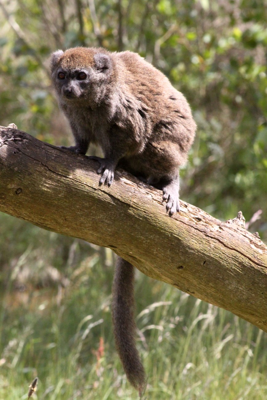 Givskud Zoo - Madagascar Island (Bamboo lemur)