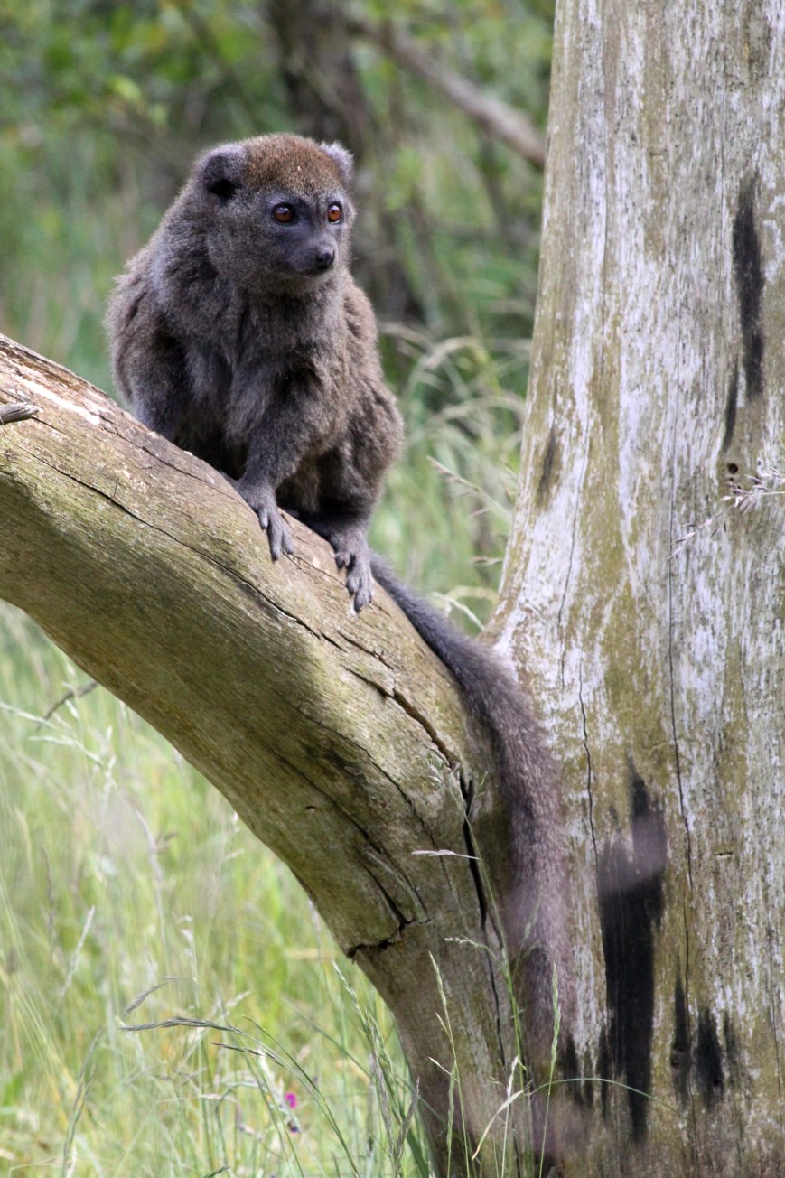 Givskud Zoo - Madagascar Island (Bamboo lemur)