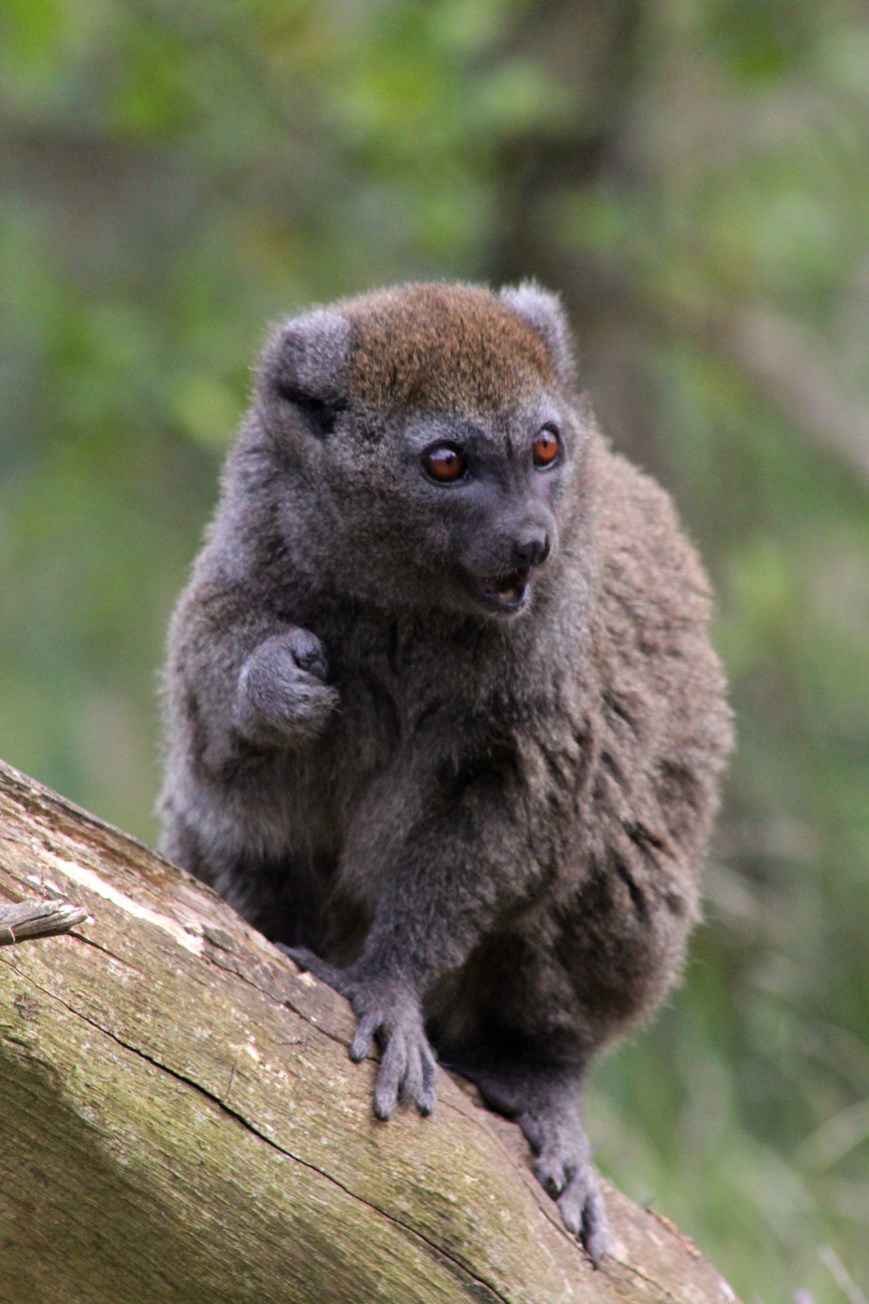Givskud Zoo - Madagascar Island (Bamboo lemur)
