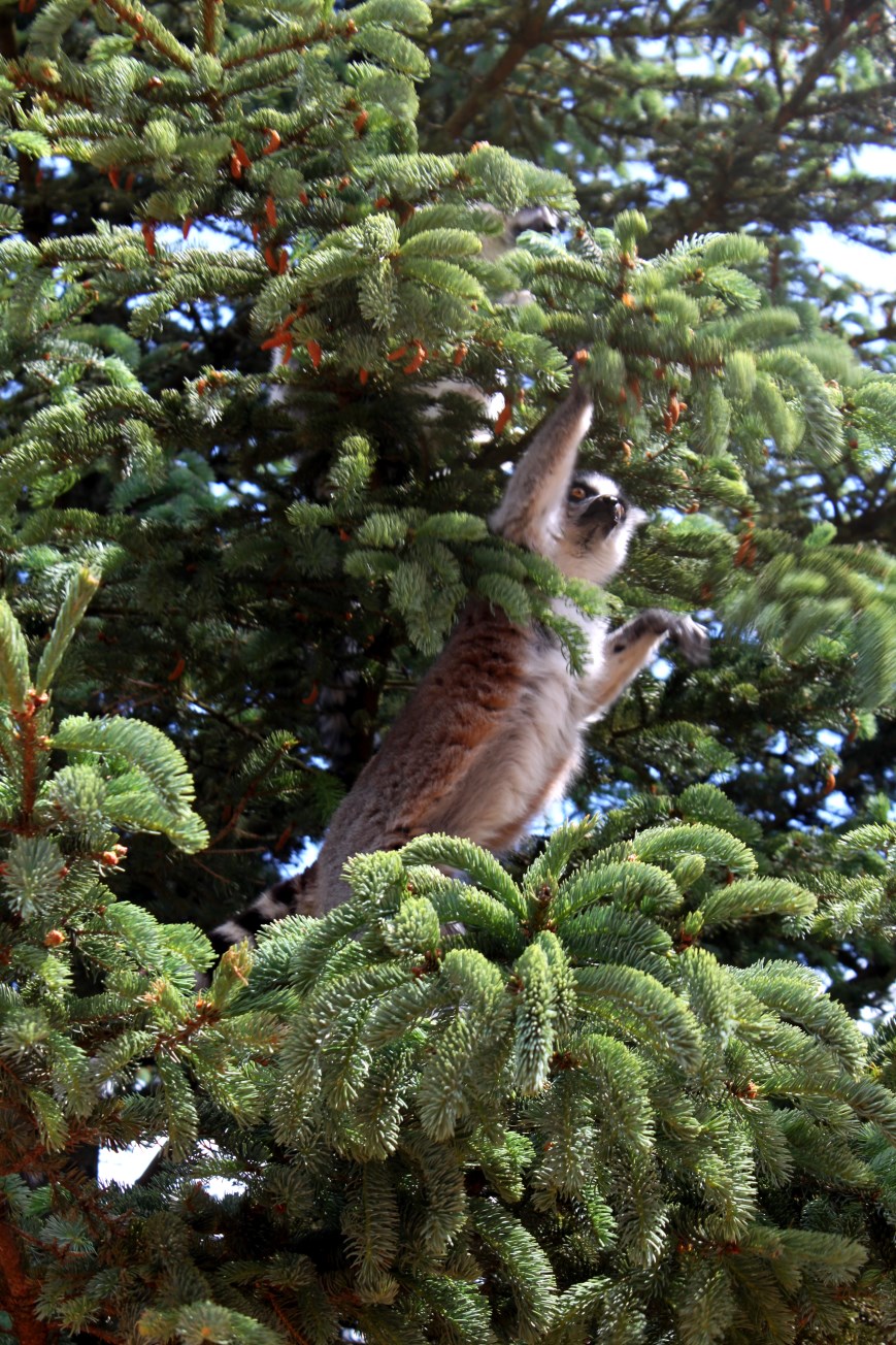 Givskud Zoo - Madagascar Island (Ring-tailed lemur)