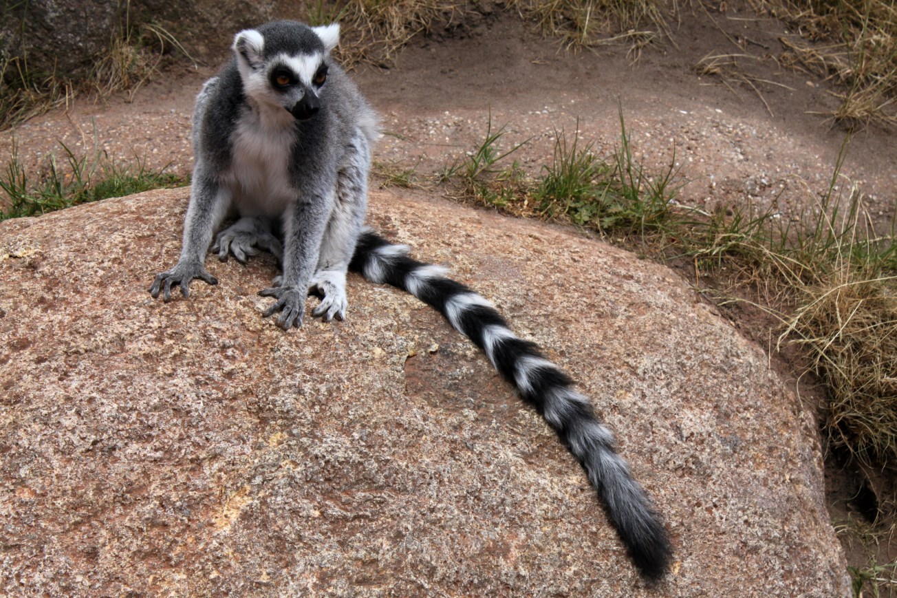 Givskud Zoo - Madagascar Island (Ring-tailed lemur)