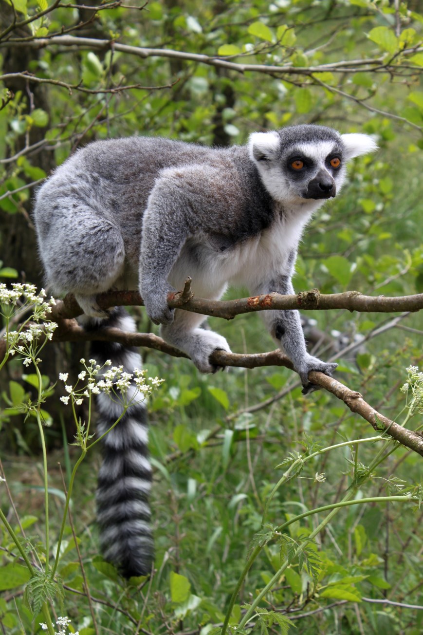 Givskud Zoo - Madagascar Island (Ring-tailed lemur)