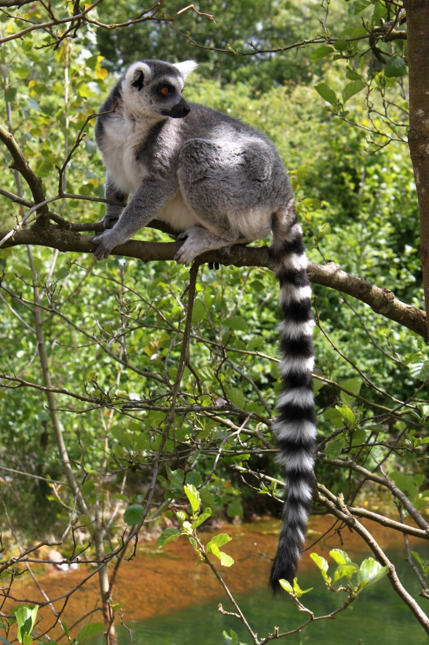 Givskud Zoo - Madagascar Island (Ring-tailed lemur)