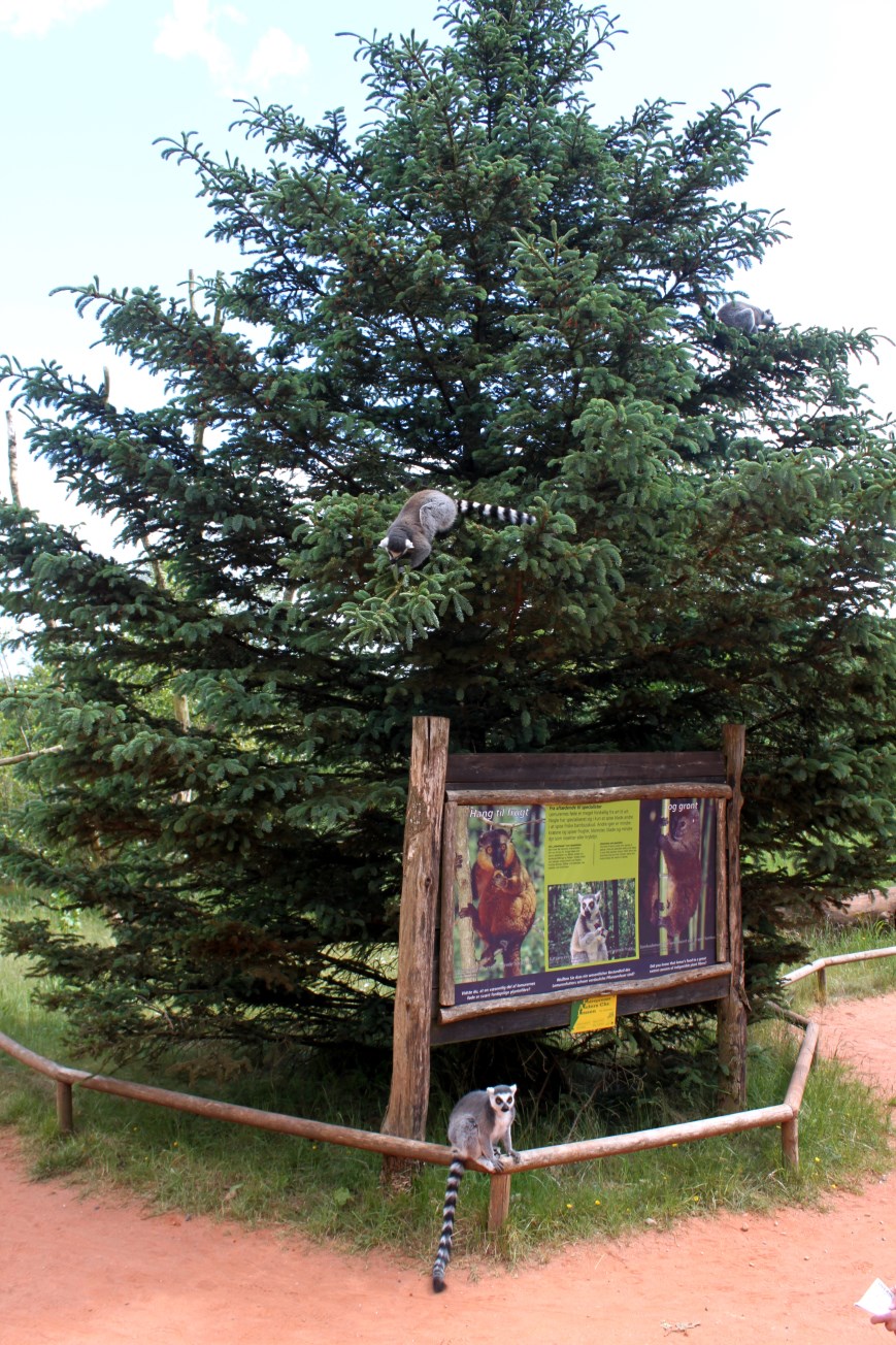 Givskud Zoo - Madagascar Island