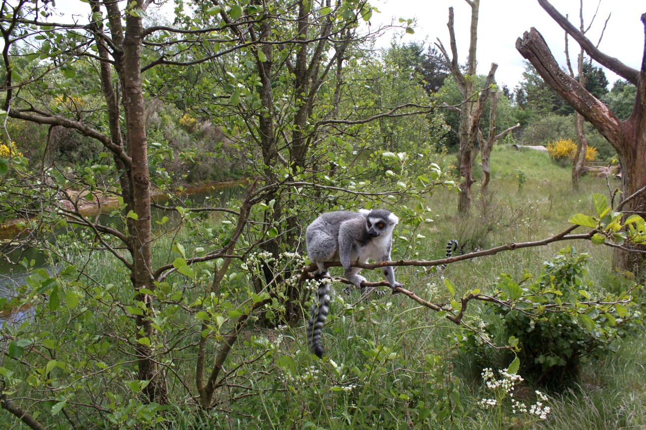 Givskud Zoo - Madagascar Island