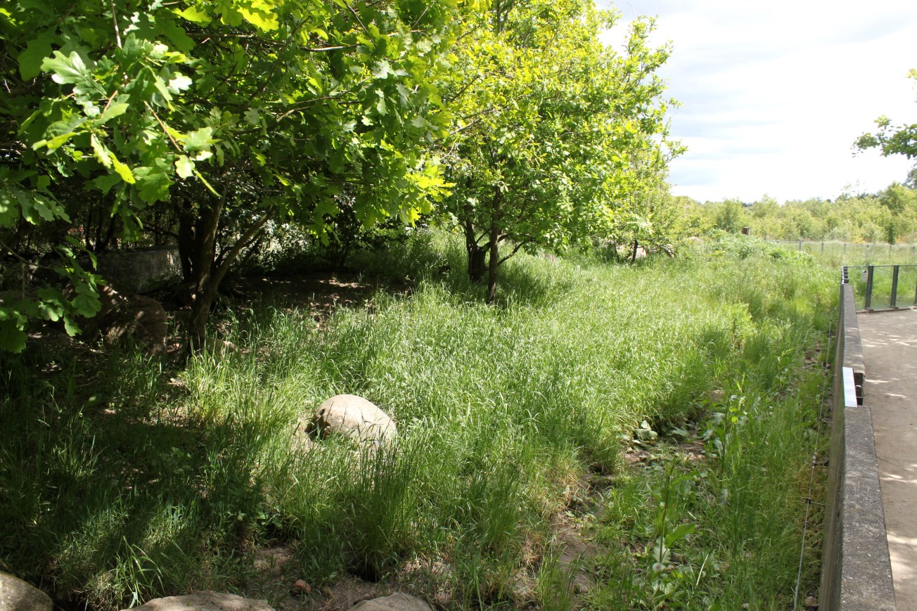 Givskud Zoo - Mongoose exhibit