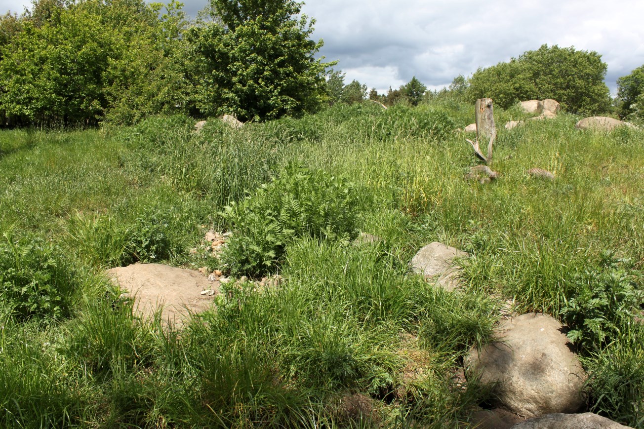 Givskud Zoo - Mongoose exhibit