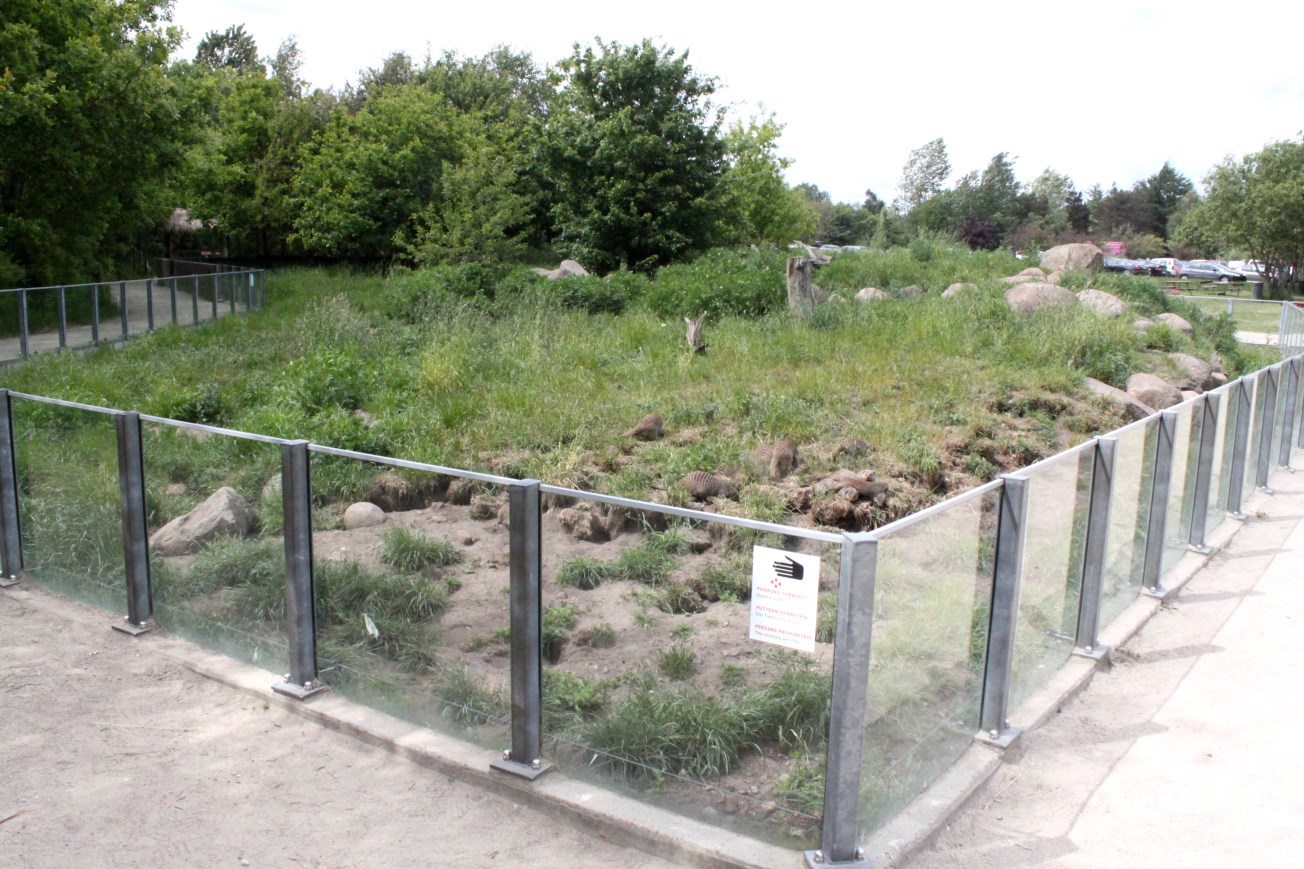 Givskud Zoo - Mongoose exhibit