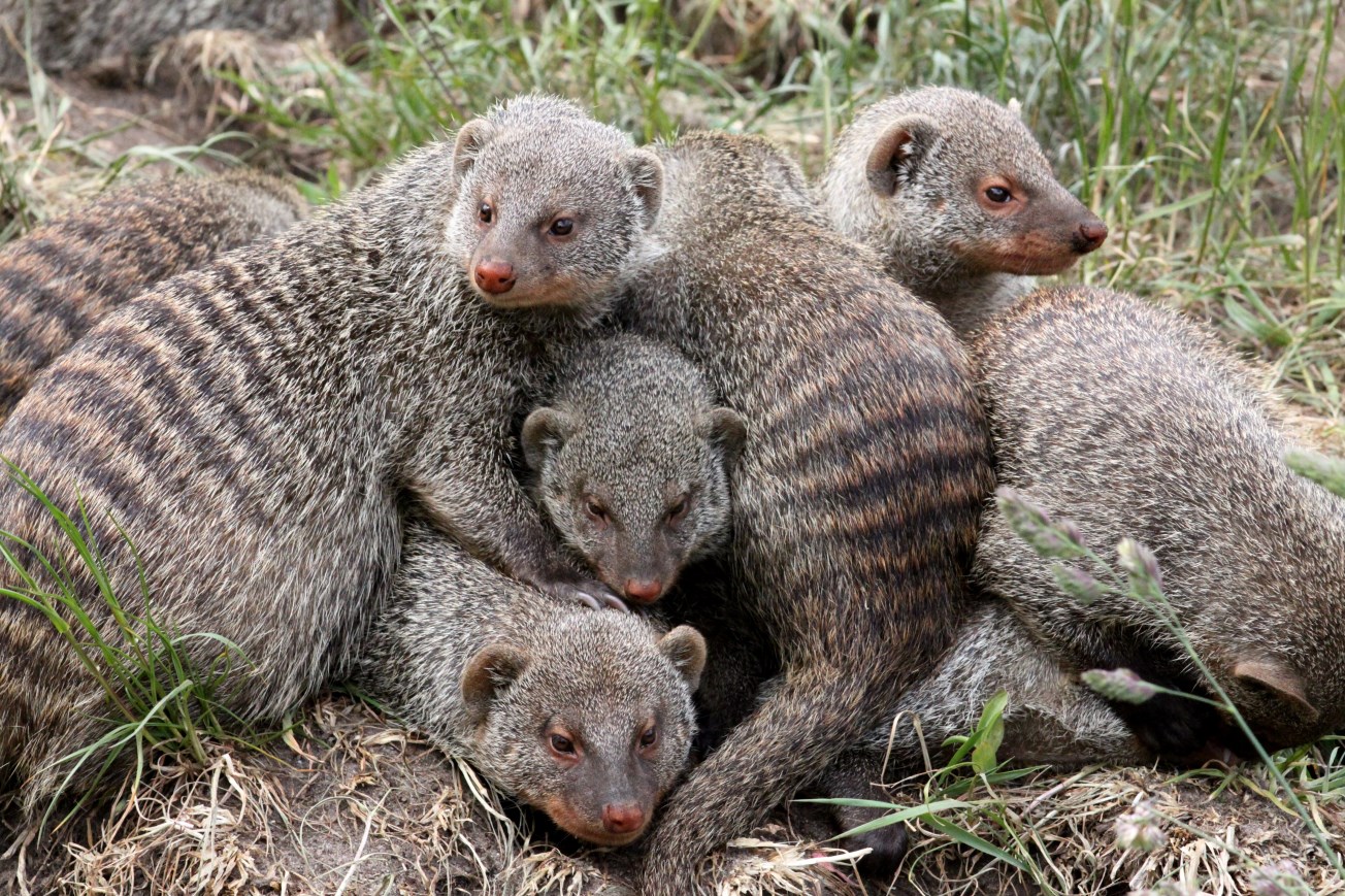Givskud Zoo - Mongoose exhibit