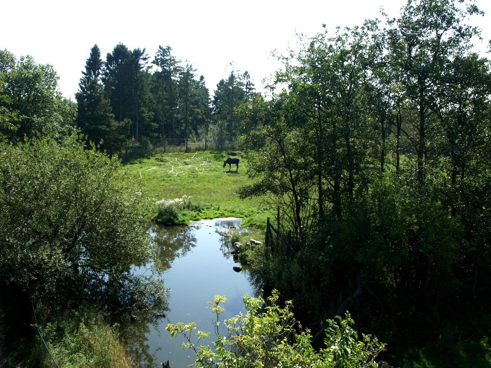 Givskud Zoo - Moose exhibit