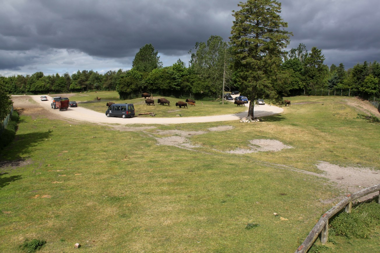 Givskud Zoo - North American prairie