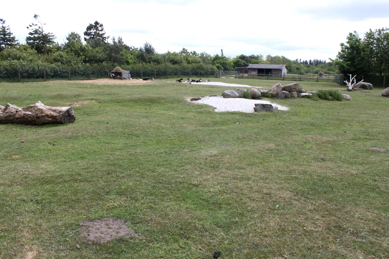 Givskud Zoo - Nubian goat exhibit