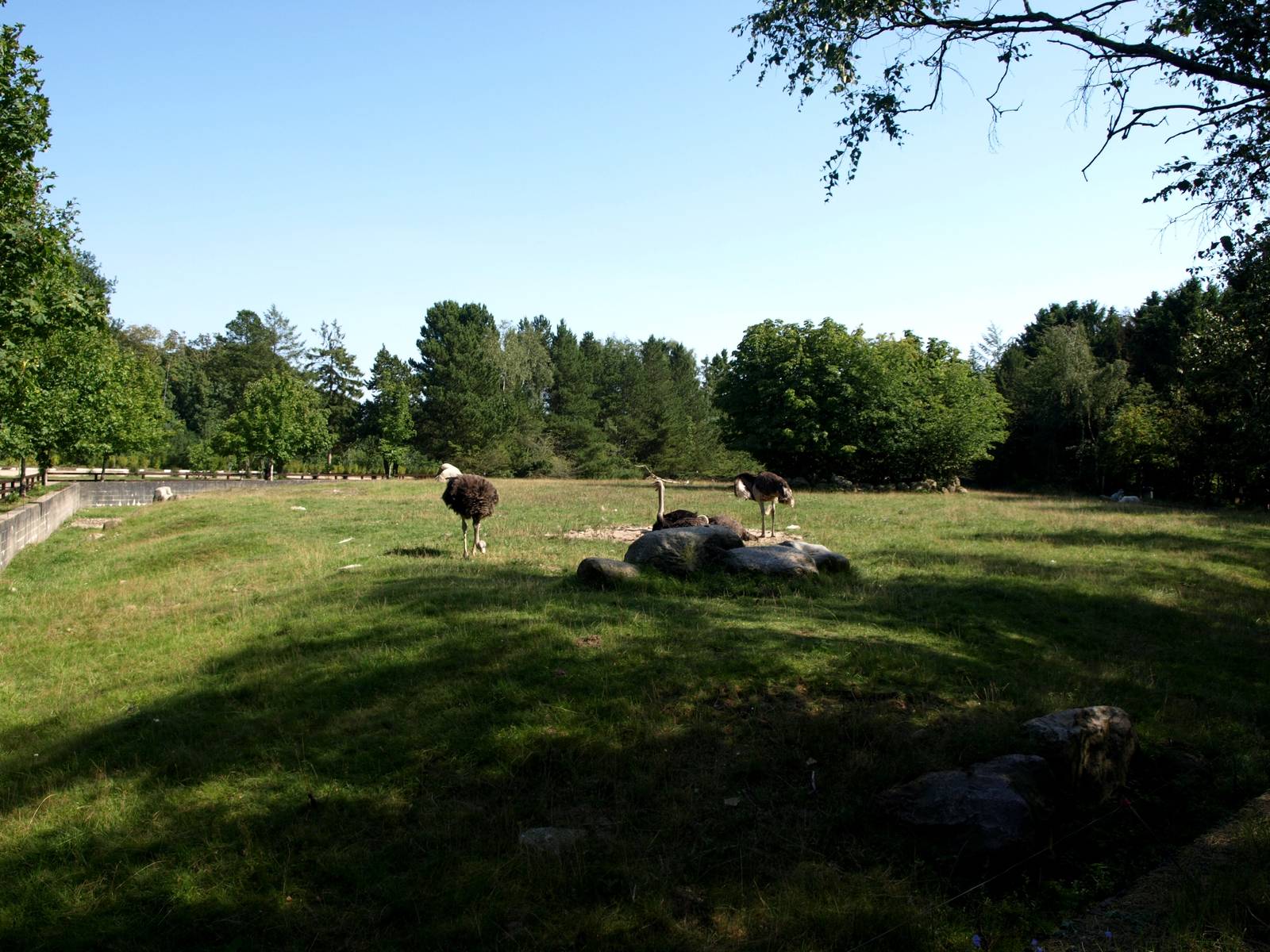 Givskud Zoo - Ostrich enclosure