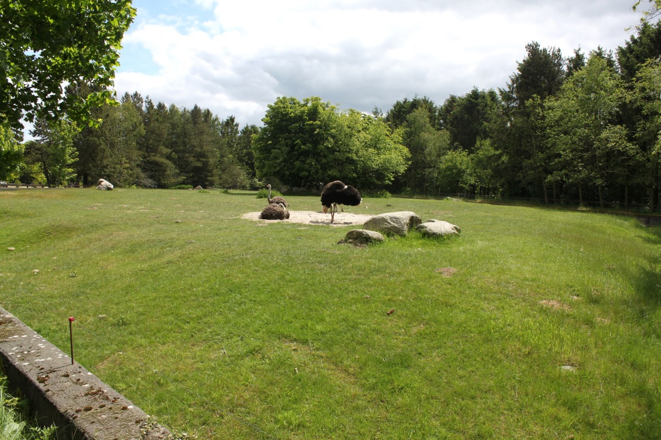 Givskud Zoo - Ostrich exhibit