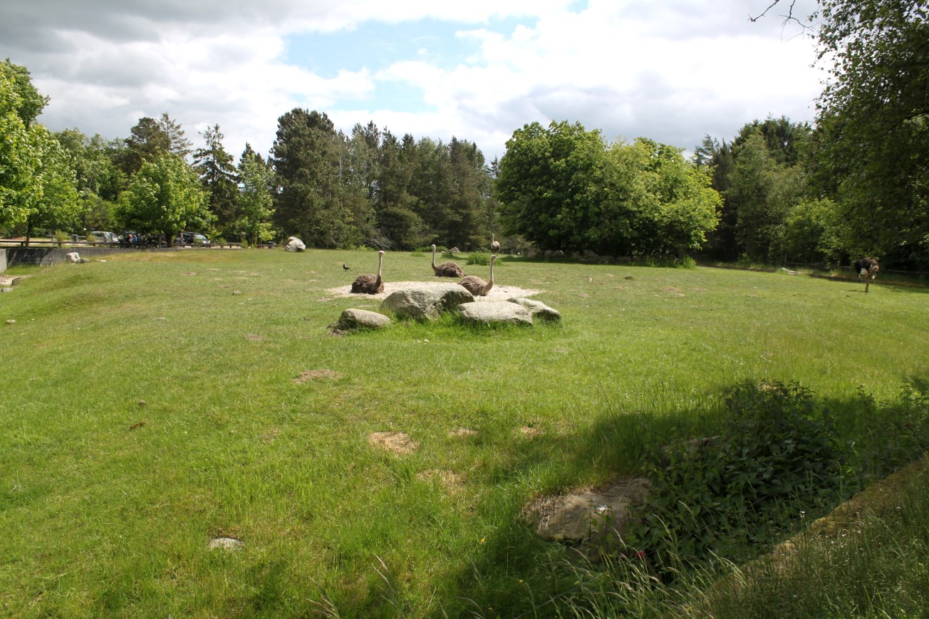 Givskud Zoo - Ostrich exhibit