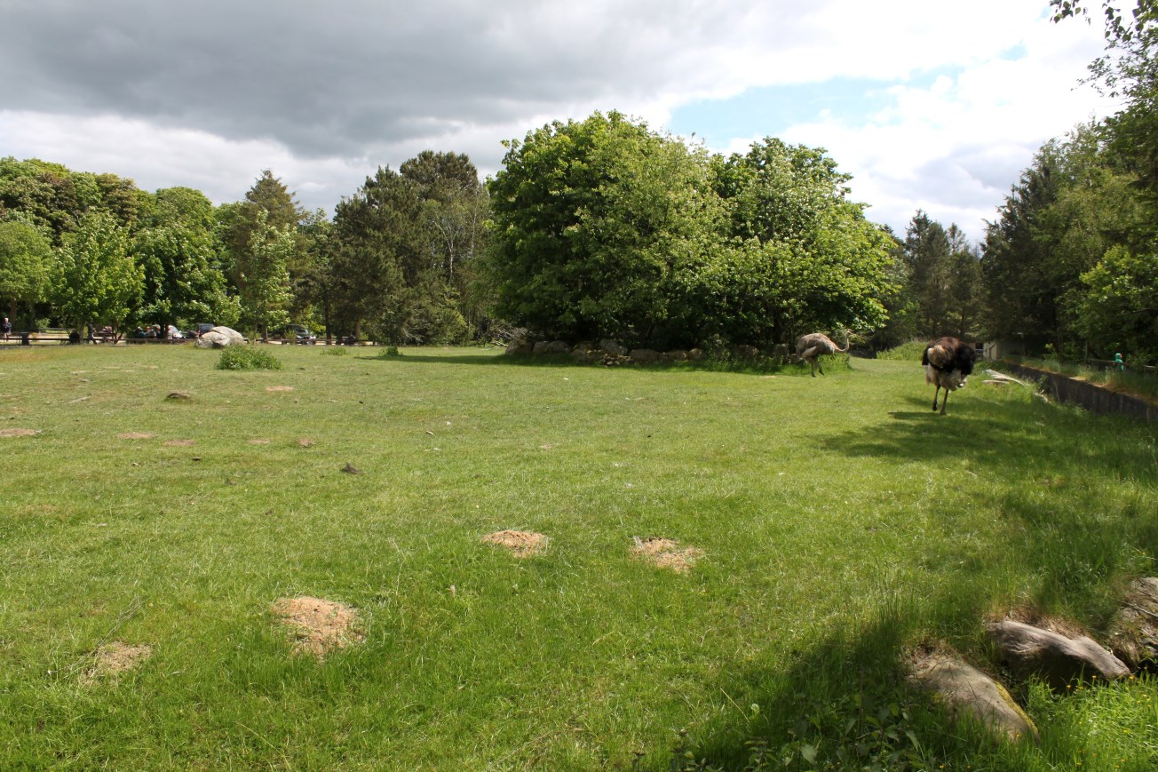 Givskud Zoo - Ostrich exhibit