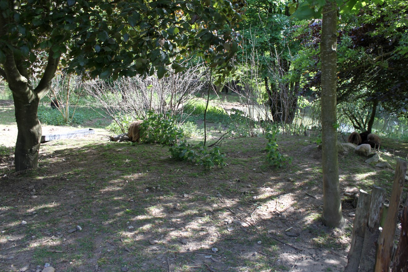 Givskud Zoo - Petting Zoo (Sheep)