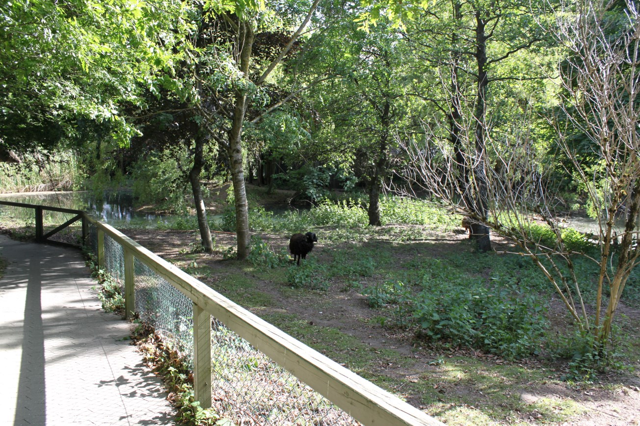 Givskud Zoo - Petting Zoo (Sheep)