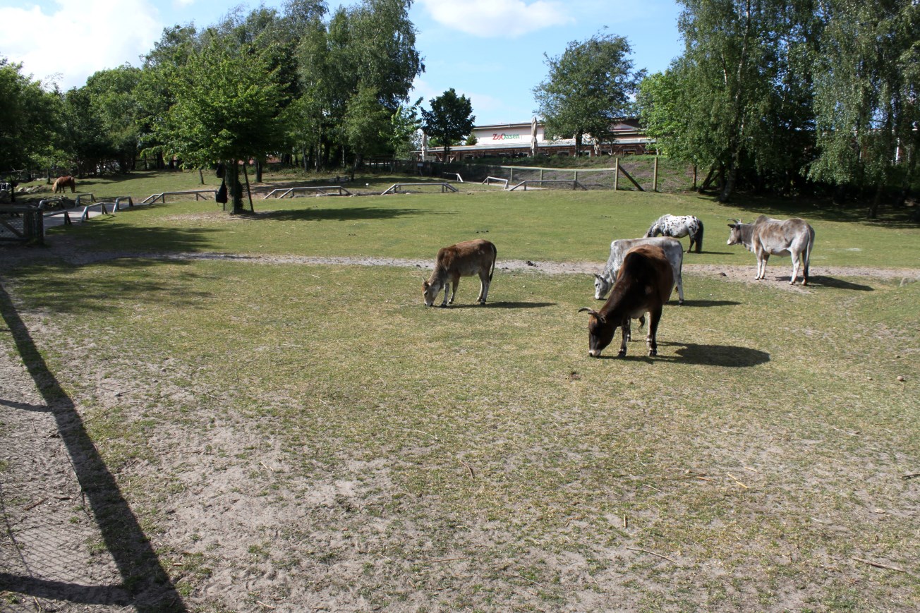 Givskud Zoo - Petting Zoo (Walkthrough)
