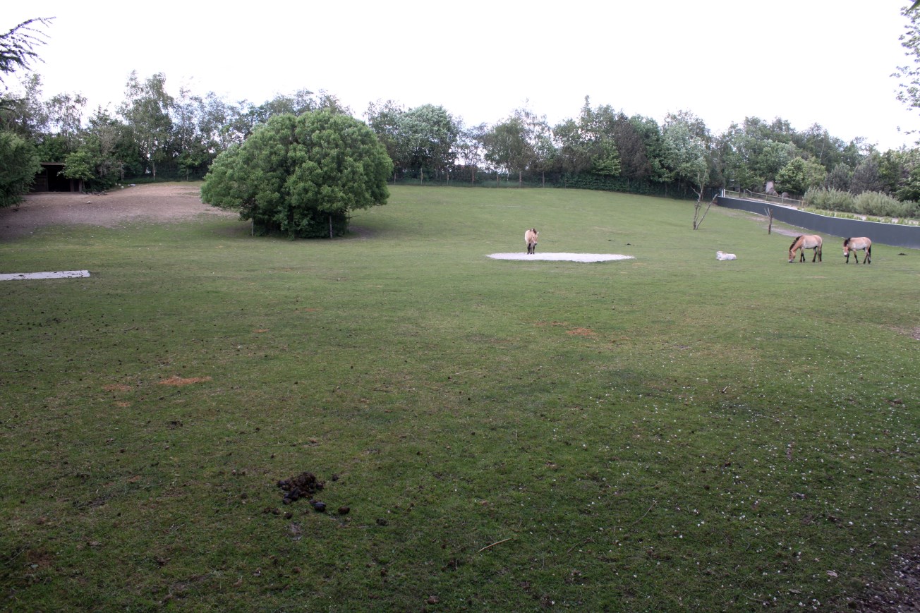 Givskud Zoo - Przewalski wild horse exhibit