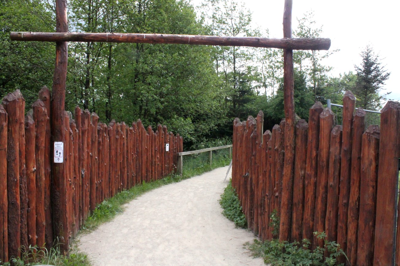 Givskud Zoo - Pygmy hippo exhibit