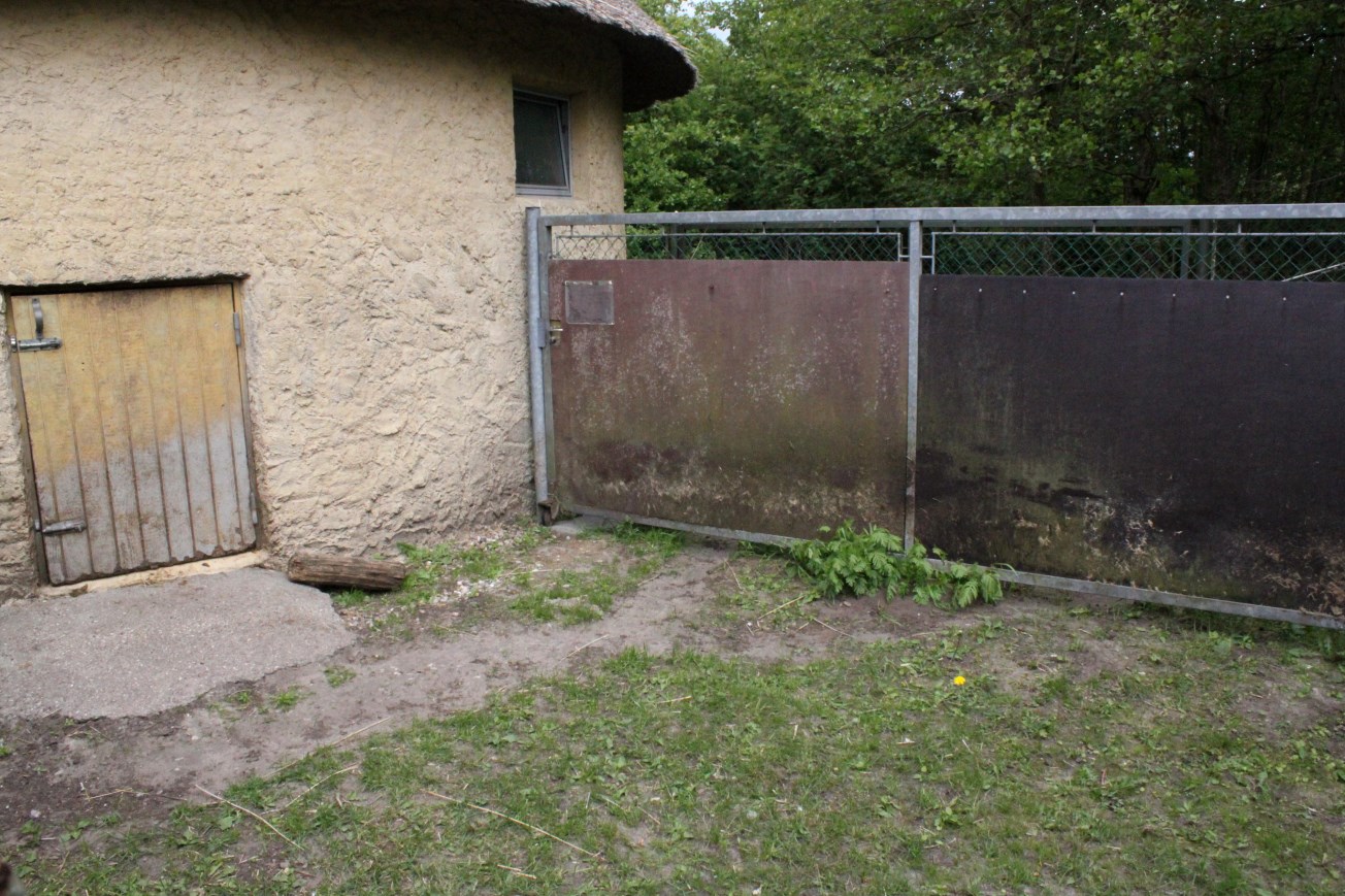 Givskud Zoo - Pygmy hippo exhibit