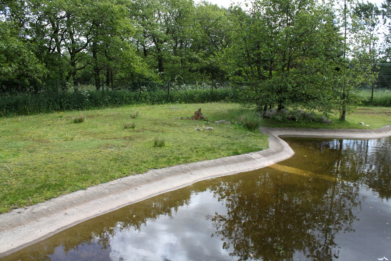 Givskud Zoo - Pygmy hippo exhibit