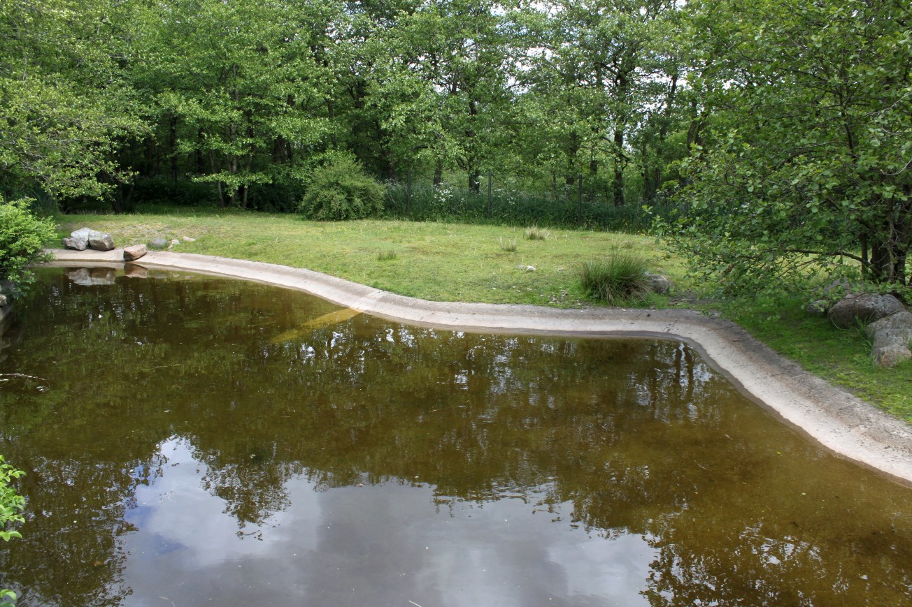 Givskud Zoo - Pygmy hippo exhibit