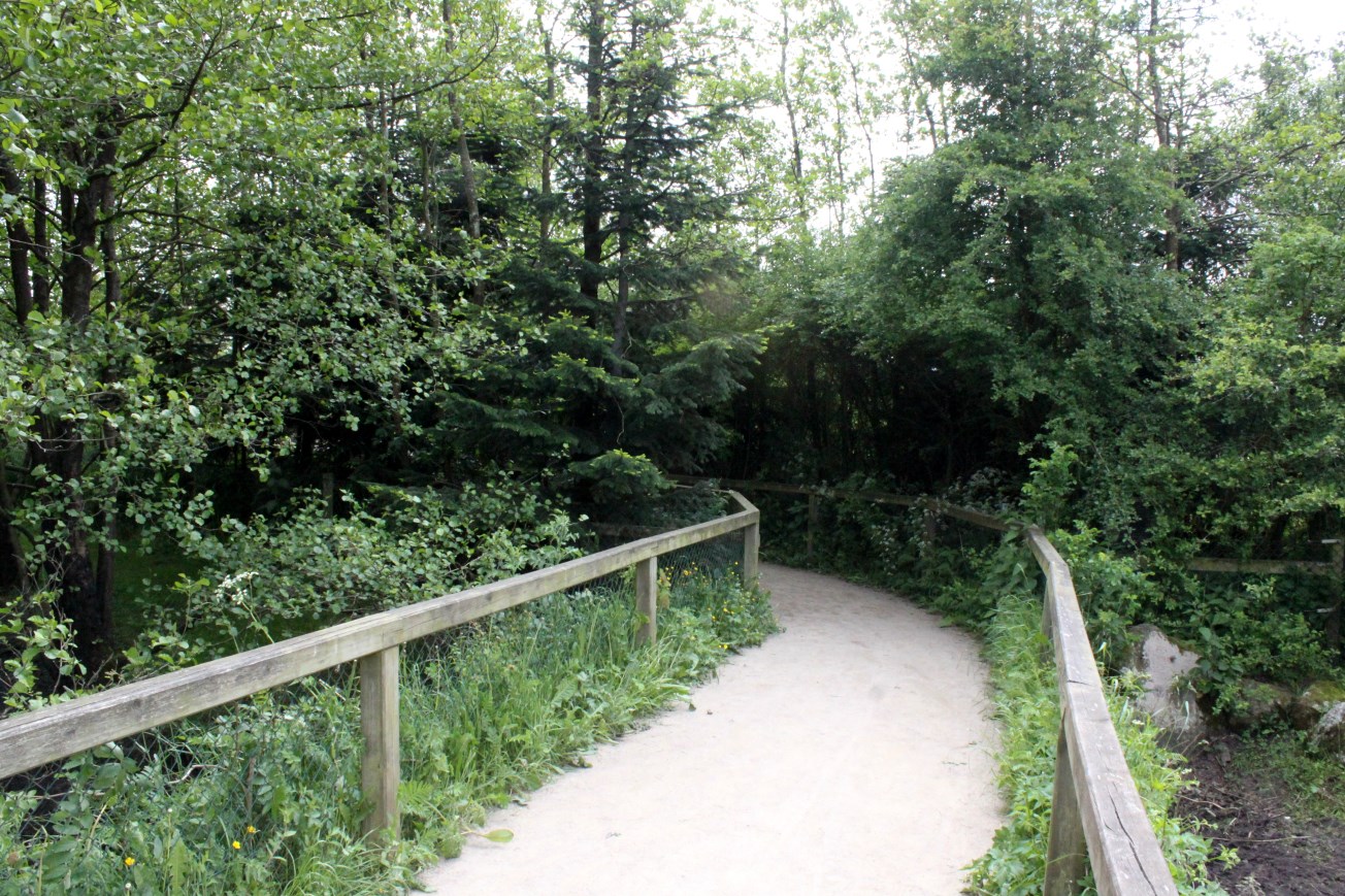 Givskud Zoo - Pygmy hippo exhibit