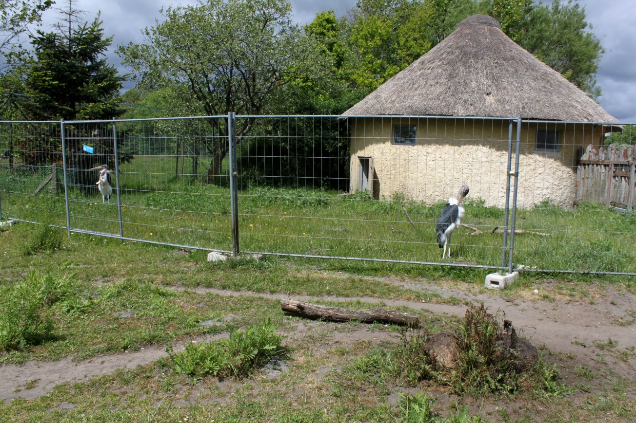 Givskud Zoo - Pygmy hippo exhibit