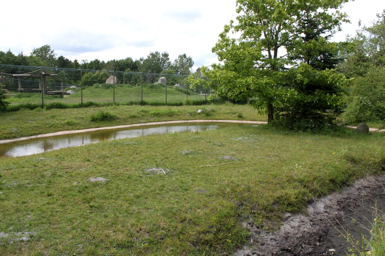 Givskud Zoo - Pygmy hippo exhibit