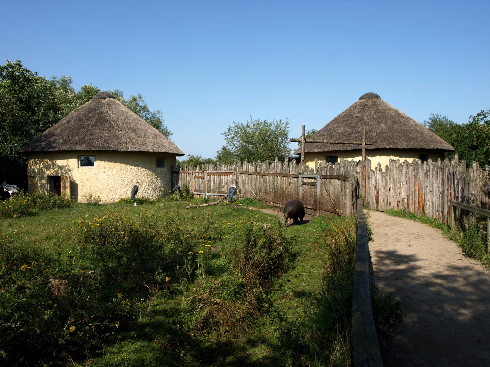 Givskud Zoo - Pygmy hippo exhibit