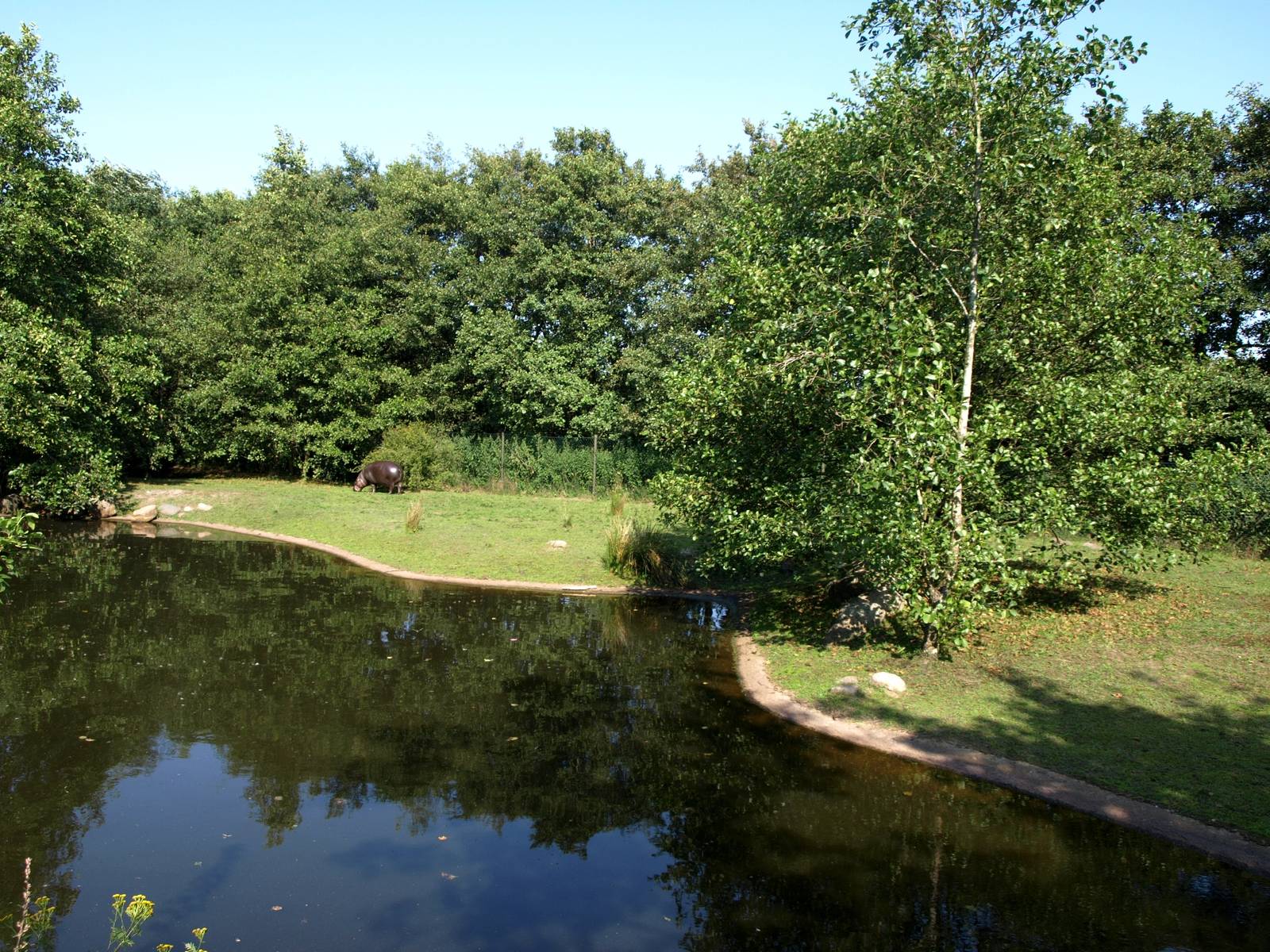 Givskud Zoo - Pygmy hippo exhibit