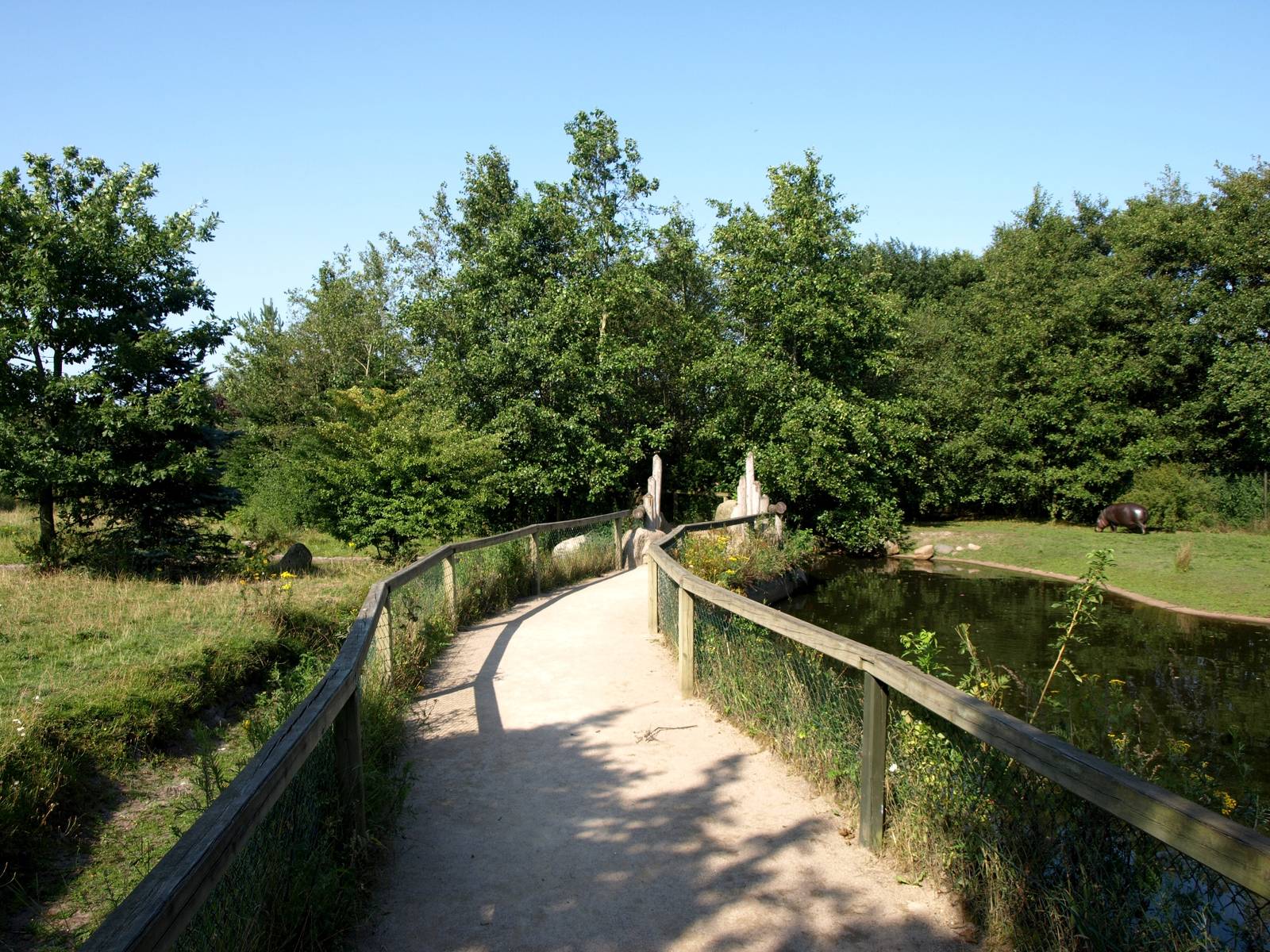 Givskud Zoo - Pygmy hippo exhibit