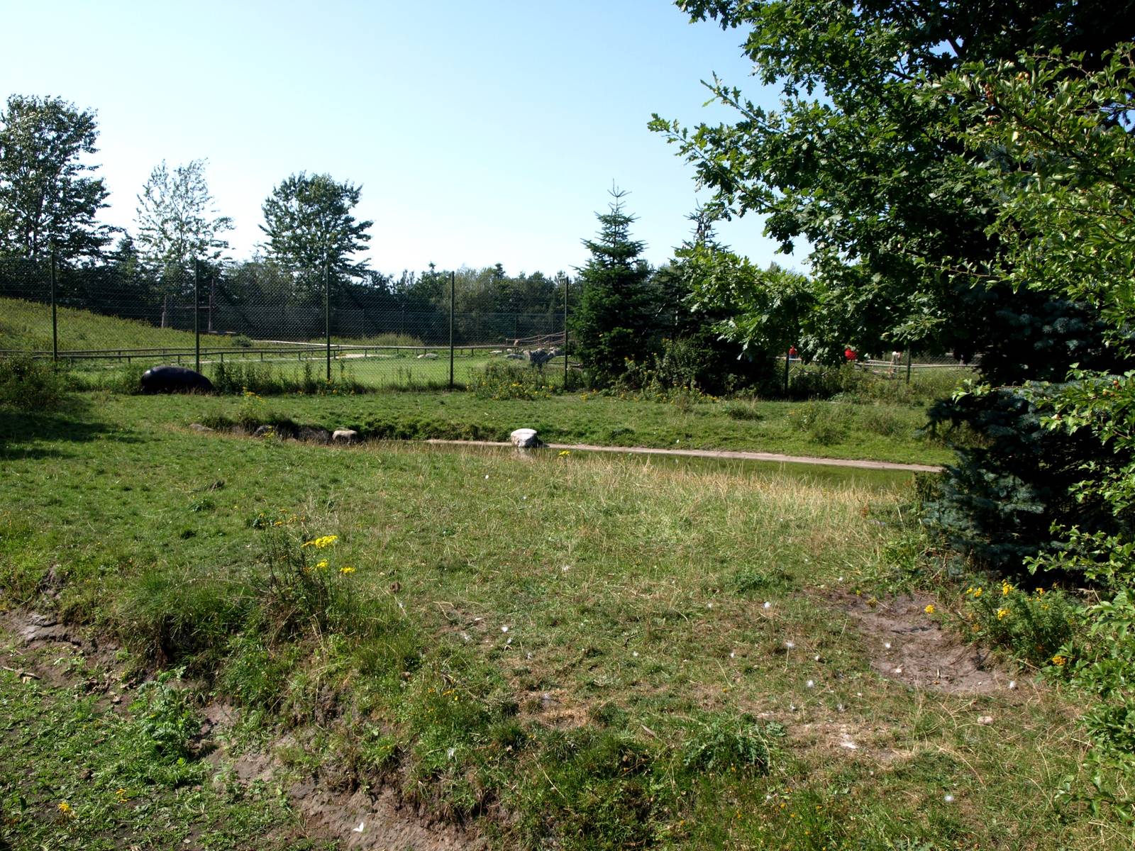 Givskud Zoo - Pygmy hippo exhibit