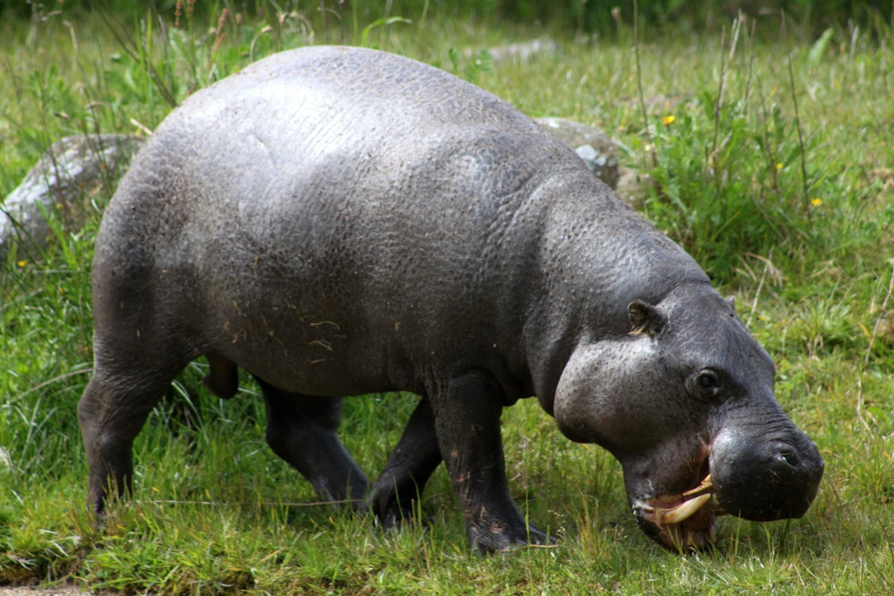 Givskud Zoo - Pygmy hippopotamus