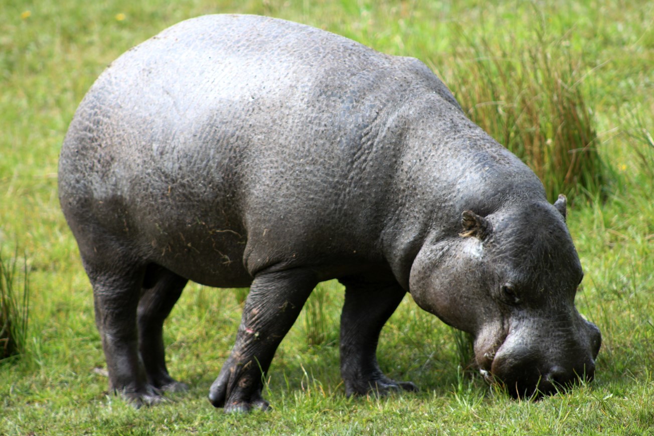 Givskud Zoo - Pygmy hippopotamus