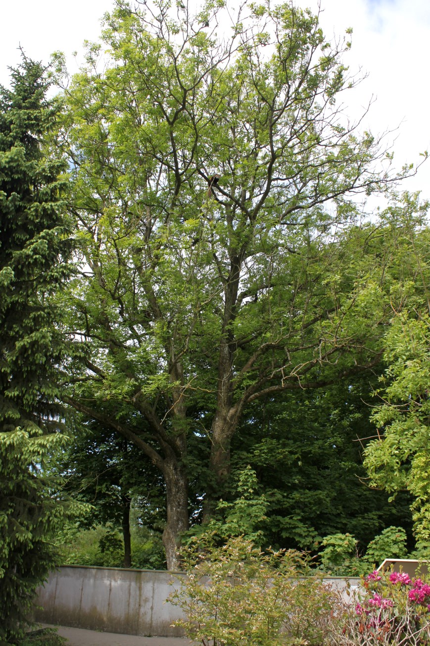 Givskud Zoo - Red panda exhibit