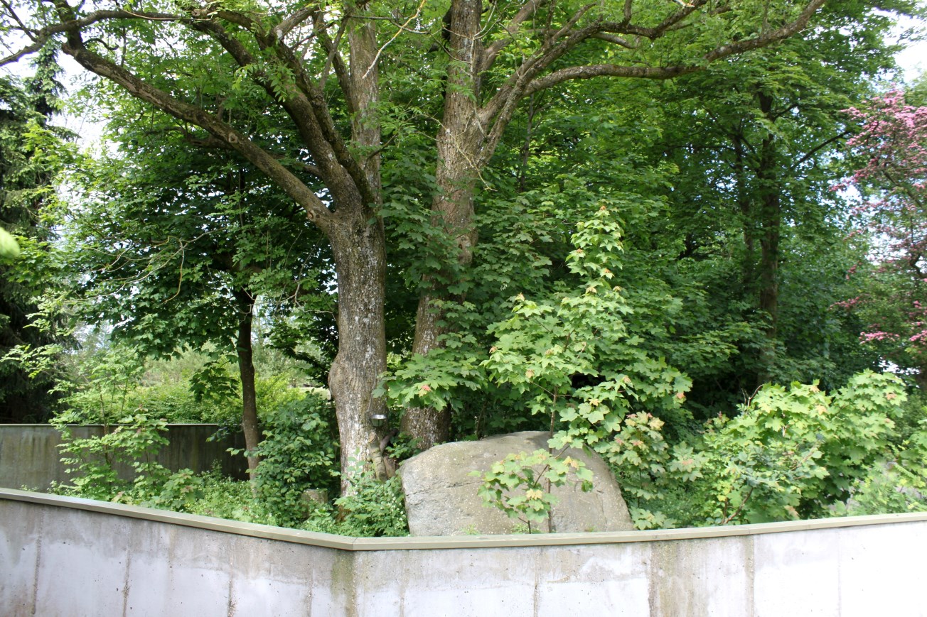 Givskud Zoo - Red panda exhibit