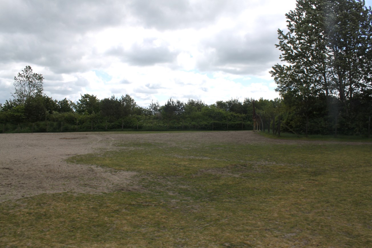 Givskud Zoo - Safari (Africa #2)