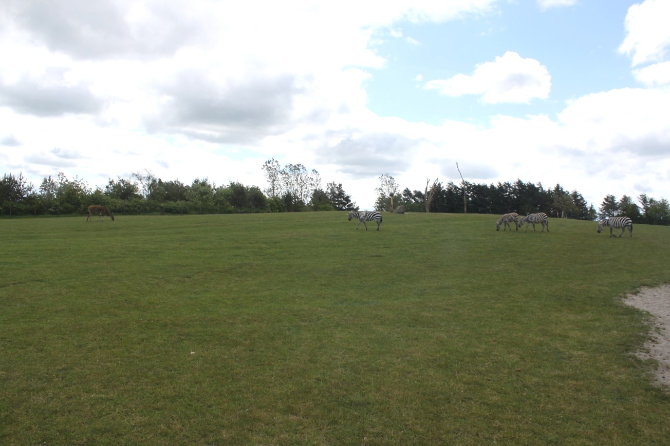 Givskud Zoo - Safari (Africa #2)